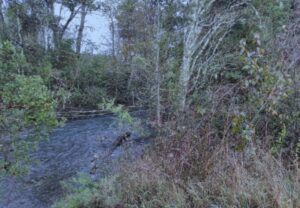 Terreno Agrícola en venta en VILLARRICA - VENTA DE 7 HÁS. CON BOSQUE NATIVO (Ref. 1514)